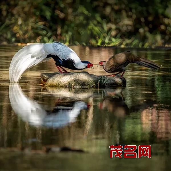 《共享午餐》 刘松胜.jpg