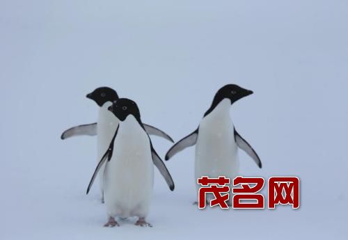 u=1335491982,4286967862&fm=27&gp=0三人行.jpg