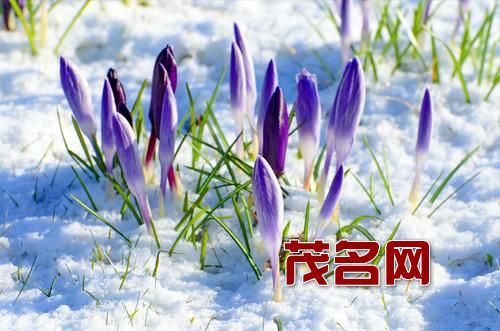 1613915324517871.jpg 我是这个春天的罪人.jpg